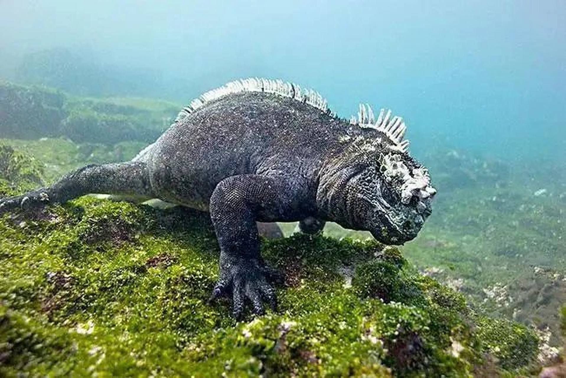 海洋生物-海鬣蜥 加拉帕戈斯独有物种,世界上唯一能适应海洋生活的鬣