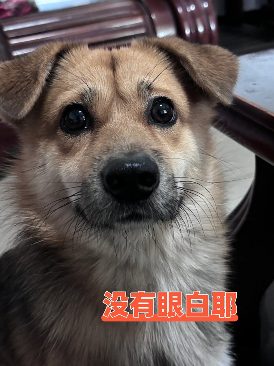 狗狗的眼睛没有眼白耶  发现狗狗的眼白占比很少耶