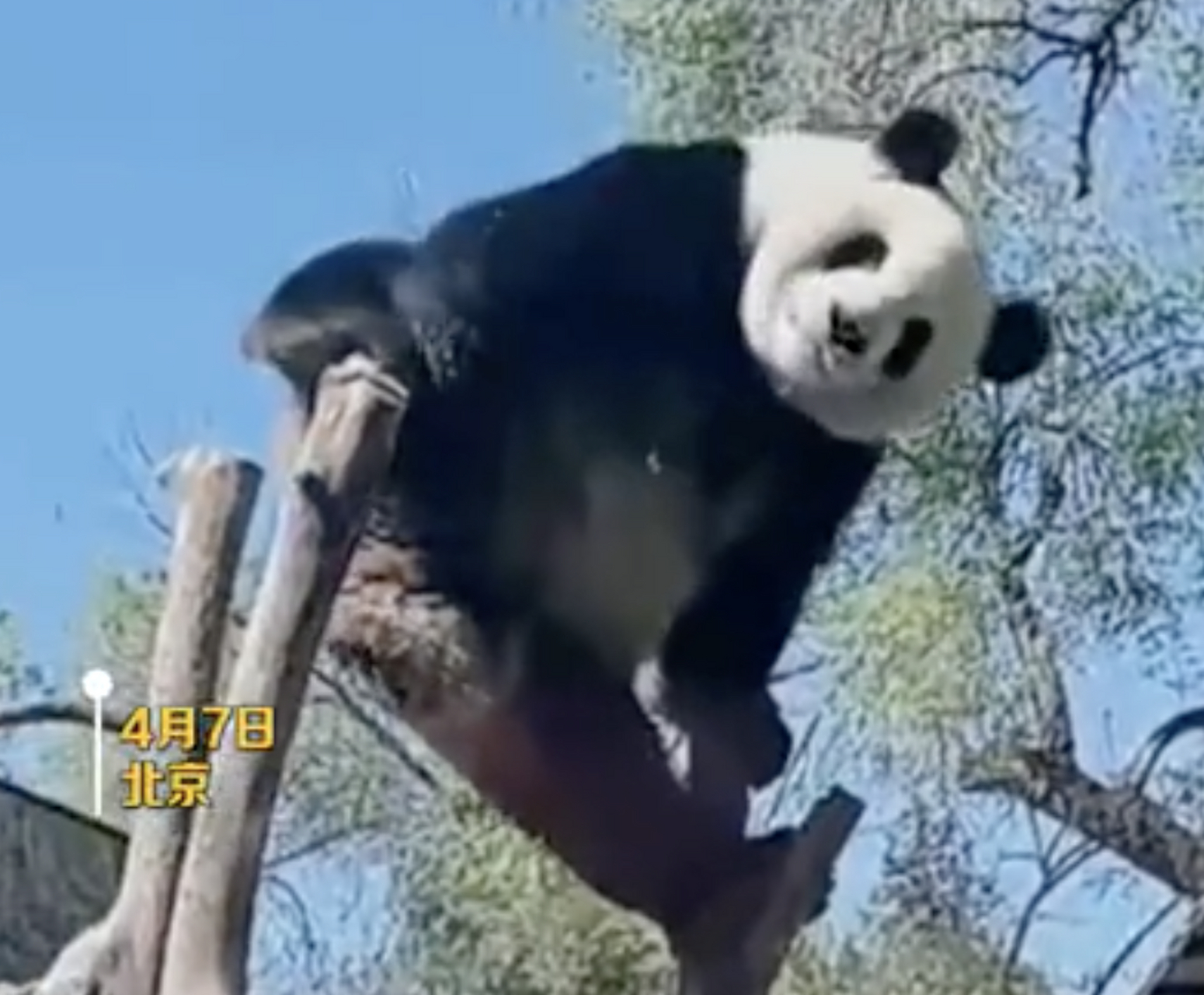 大熊猫萌兰再现经典一字马