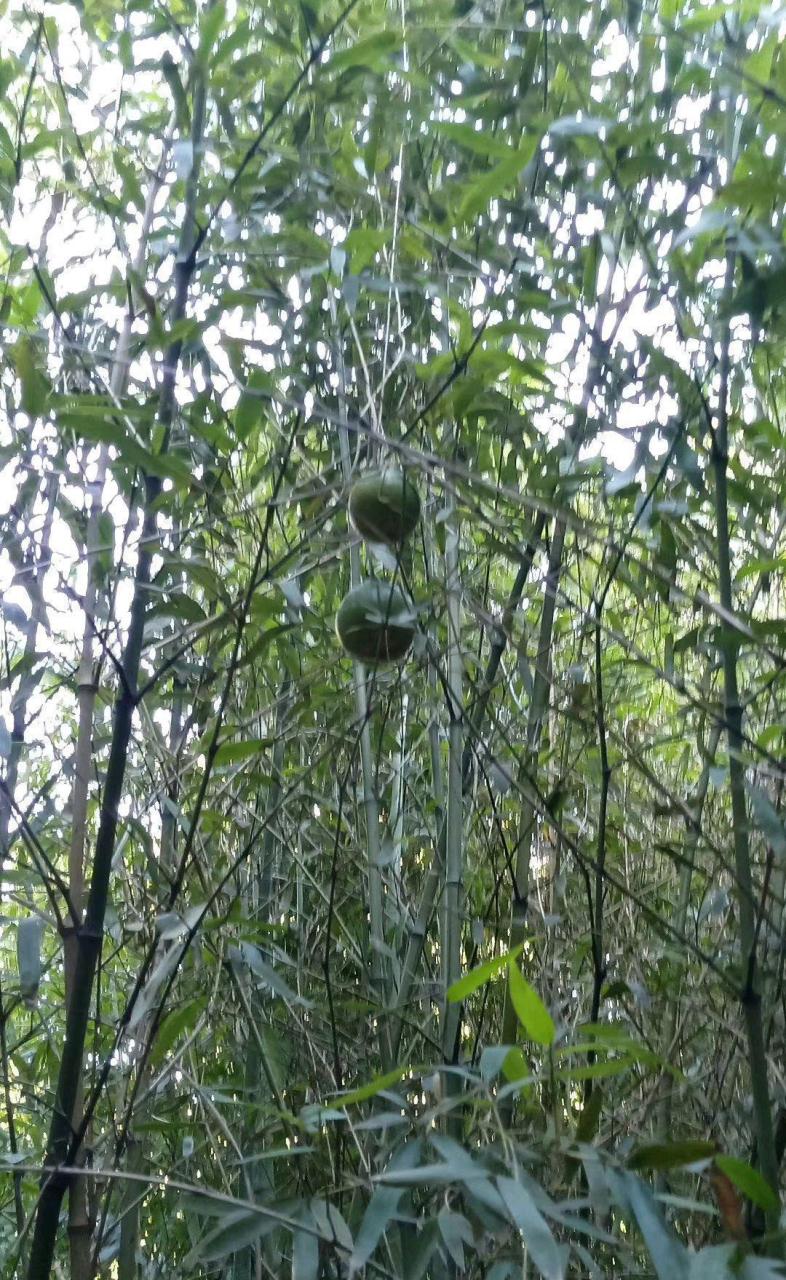 网友在竹林里看到的果子,这是竹子长出来的果实吗?