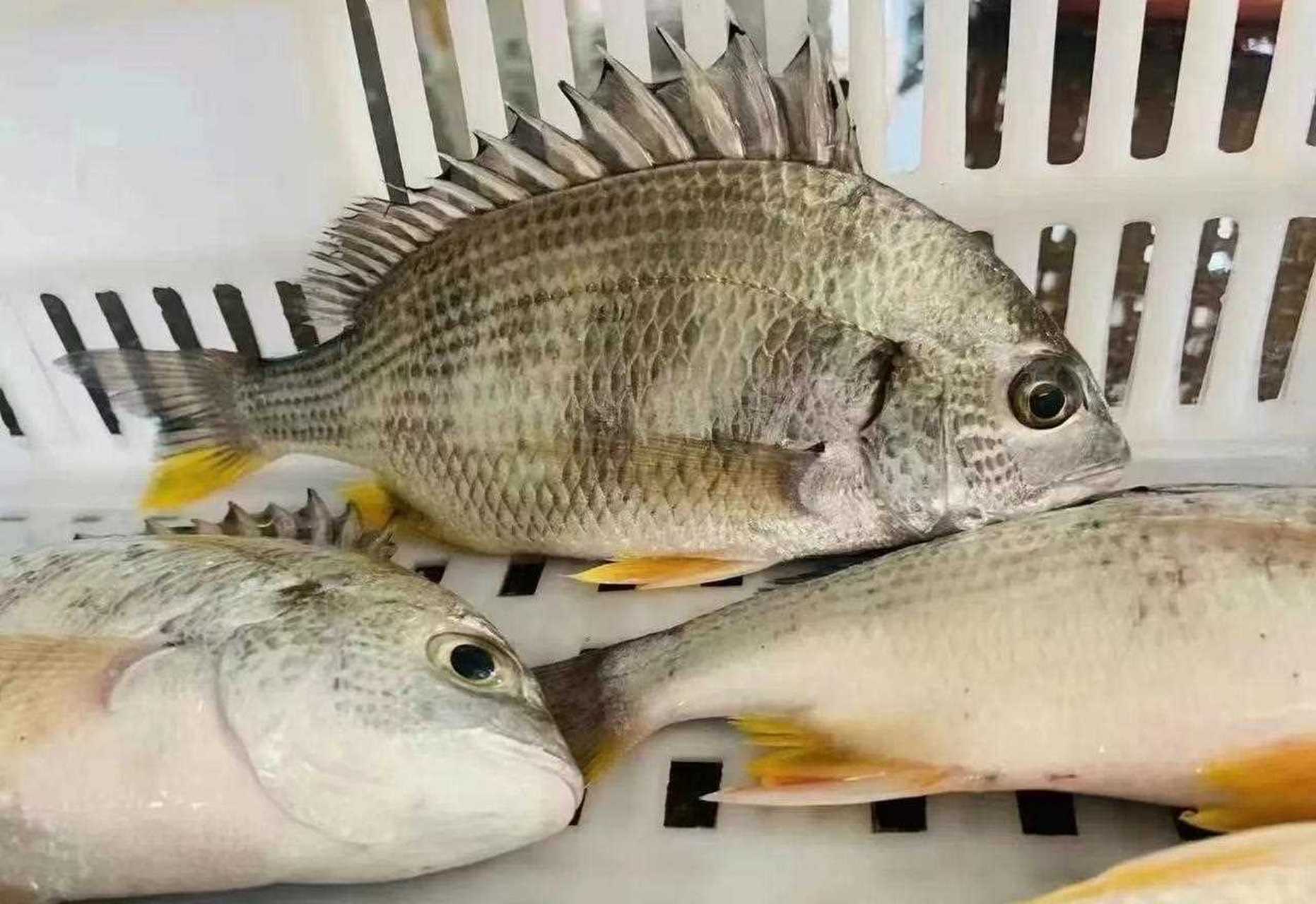 海钓黄翅鱼 我们推荐的鱼儿之一,营养丰富,老人家,小朋友,孕妇都合适