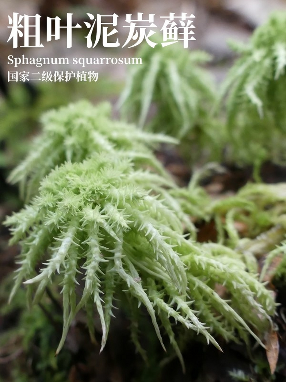 保护野生植物名录系列|苔藓|粗叶泥炭藓 粗叶泥炭藓
