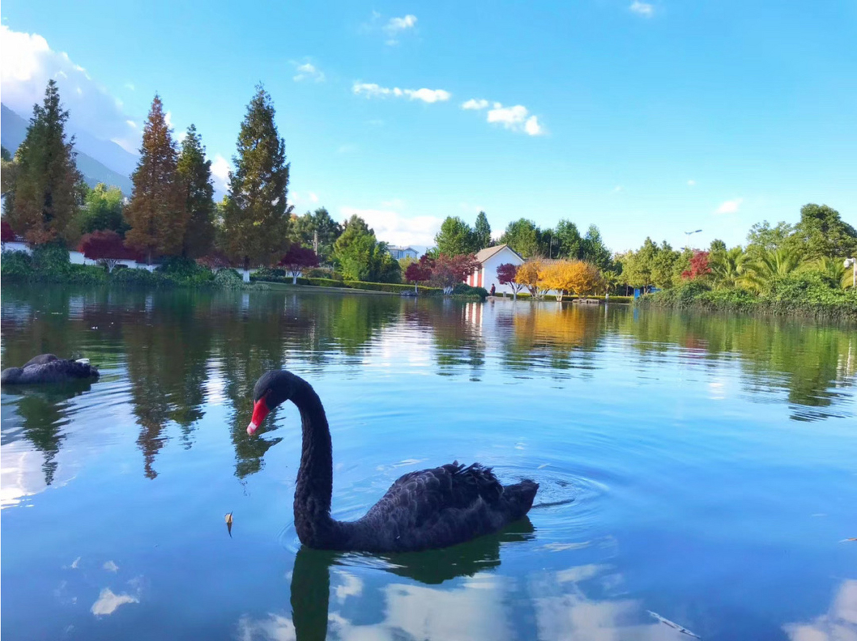 地址:大理大学[囧] 位于大理大学的情人湖 湖面周围的树木随着季节