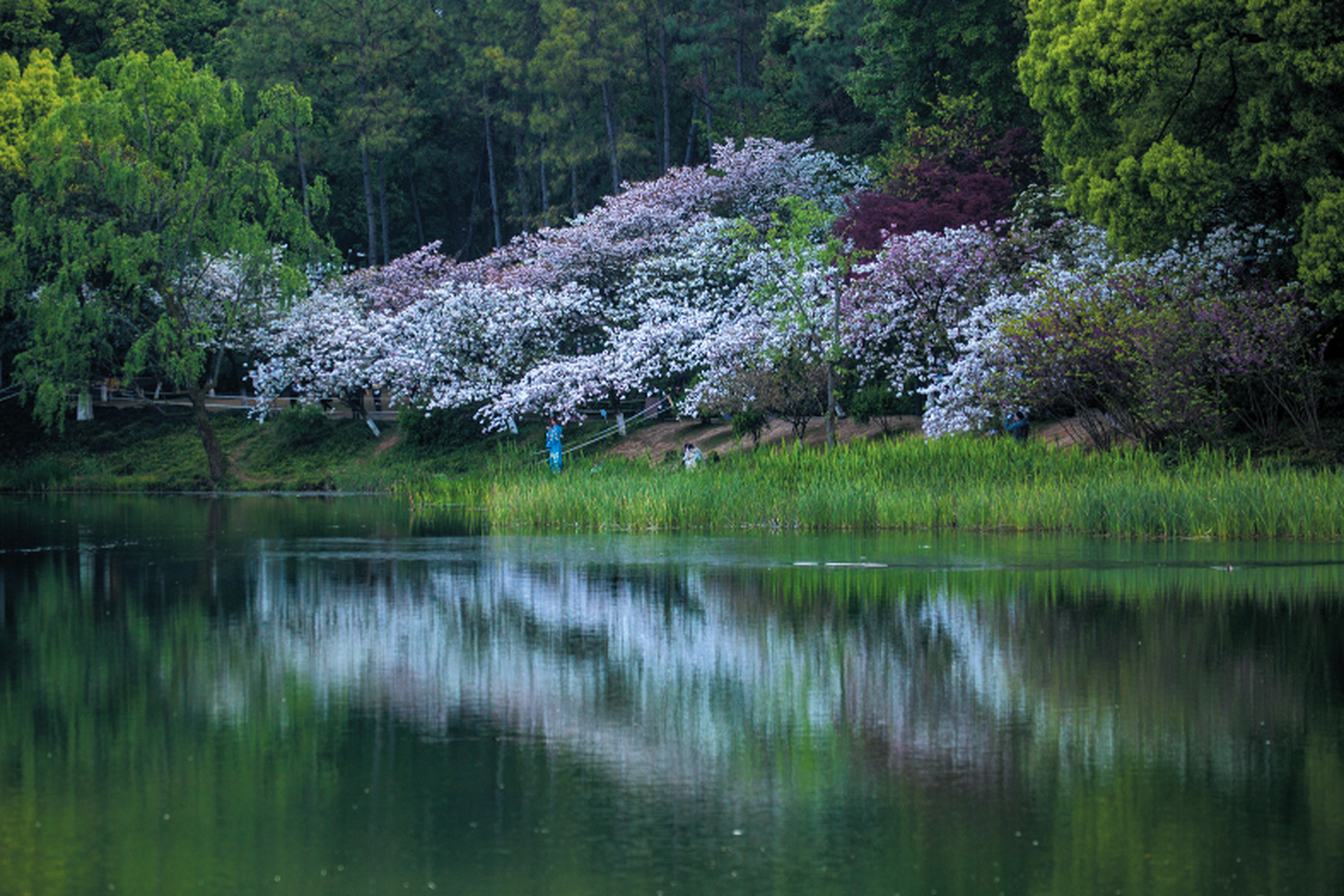 杭州西湖里的乌龟潭,日本晚樱盛开,现在可能是今年最后看樱花的机会了
