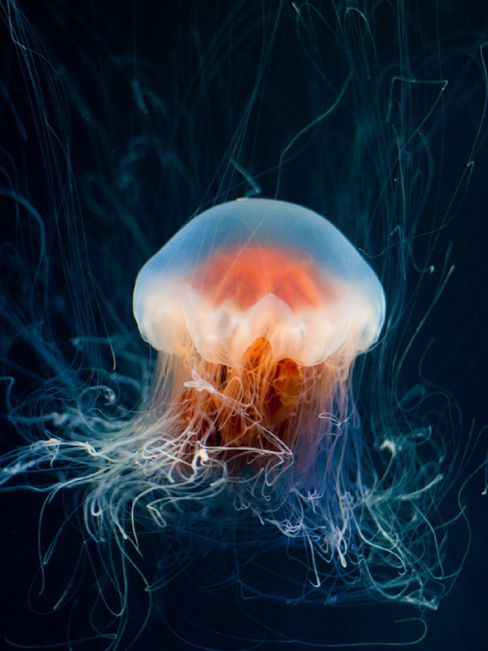 每天陪孩子一起瞧动物 名称:水母 分类:动物界,刺胞动物门,3纲,5目