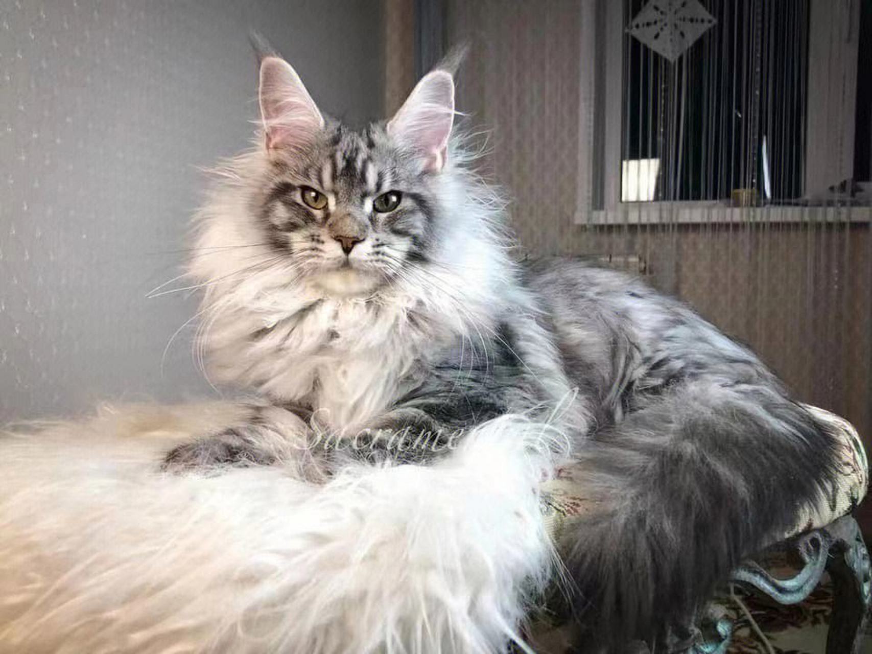 提到大体型的猫咪,铲屎官们脑海中一定会浮现缅因猫的帅气形象.