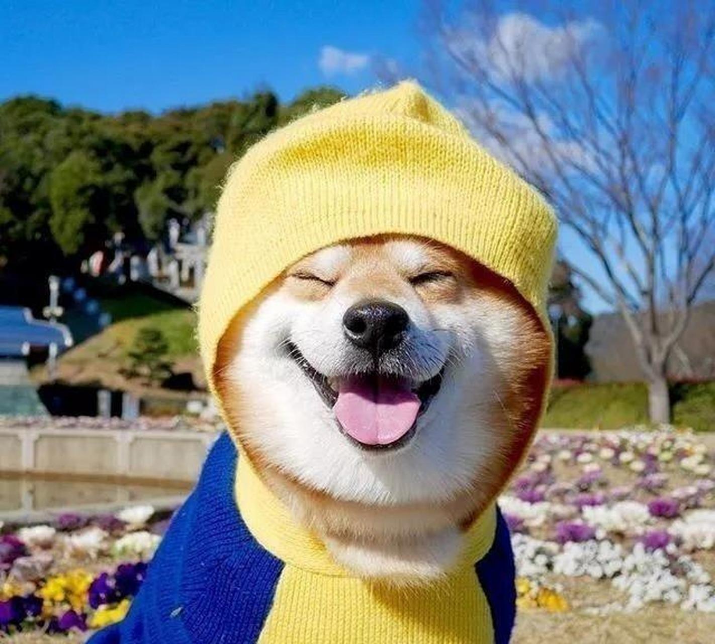 网友:网红柴犬,因笑容太治愈走红网络,当头像不错!