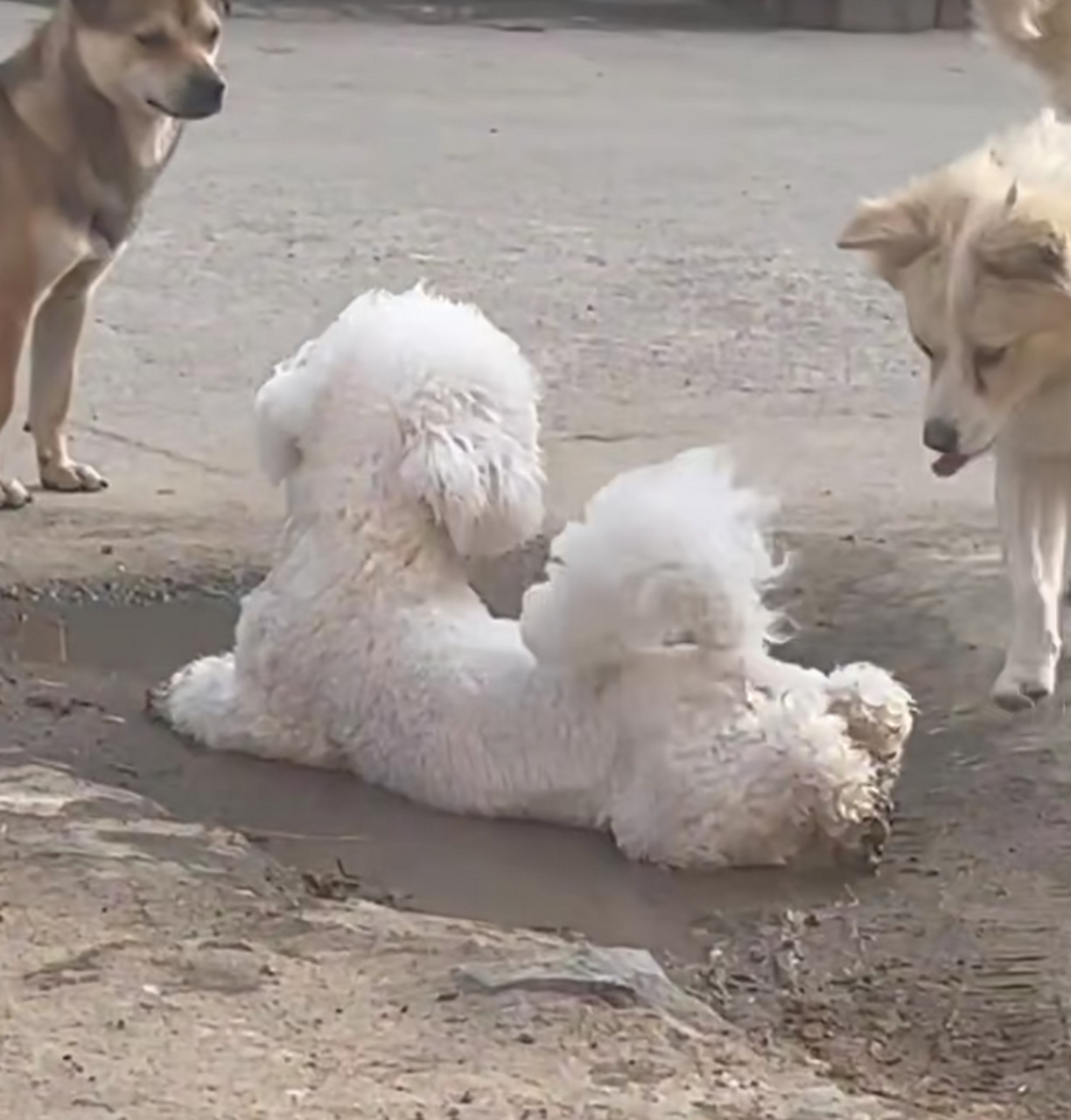 城里的狗都这么不讲究卫生吗