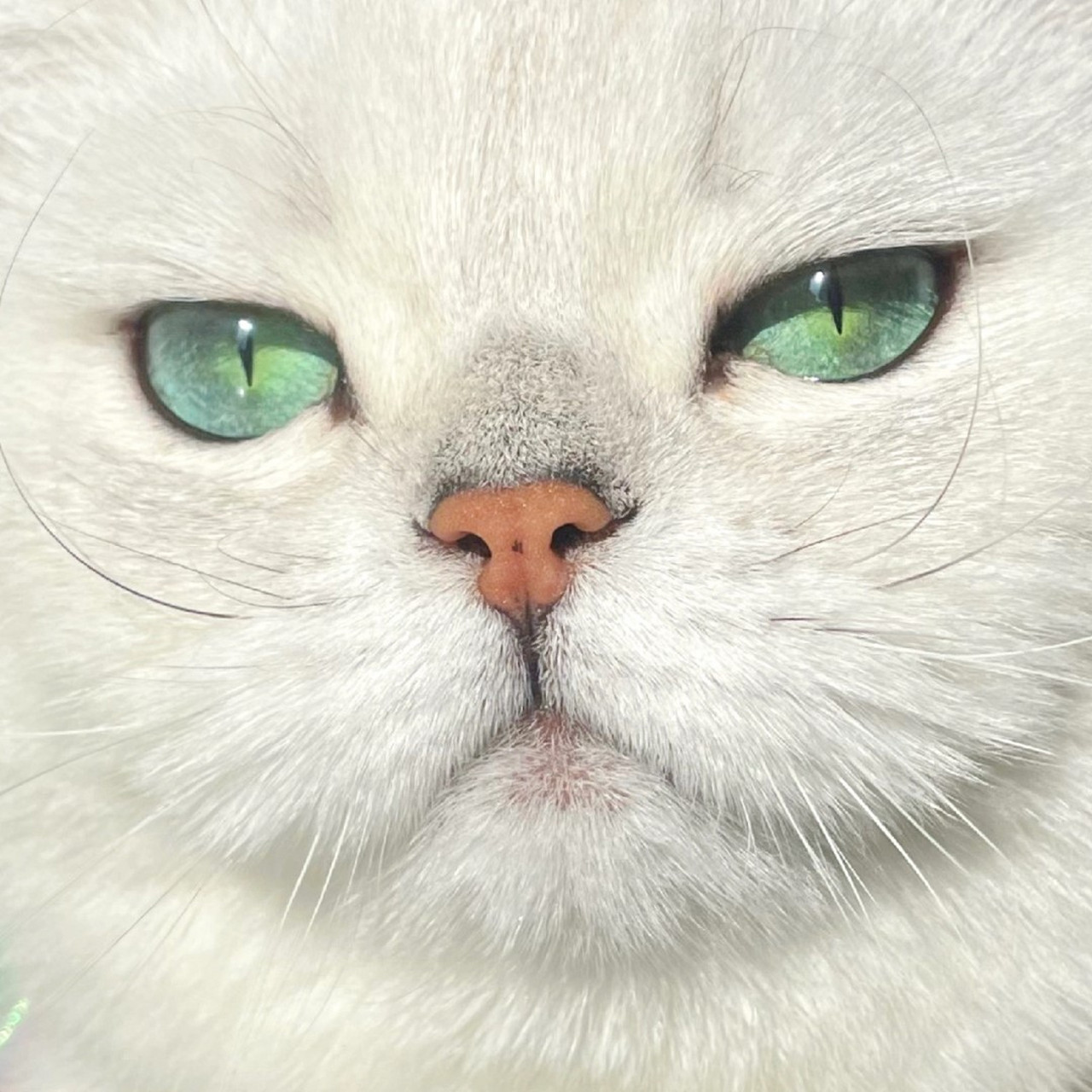 一组拽拽的,可以拿来当头像的猫猫照片