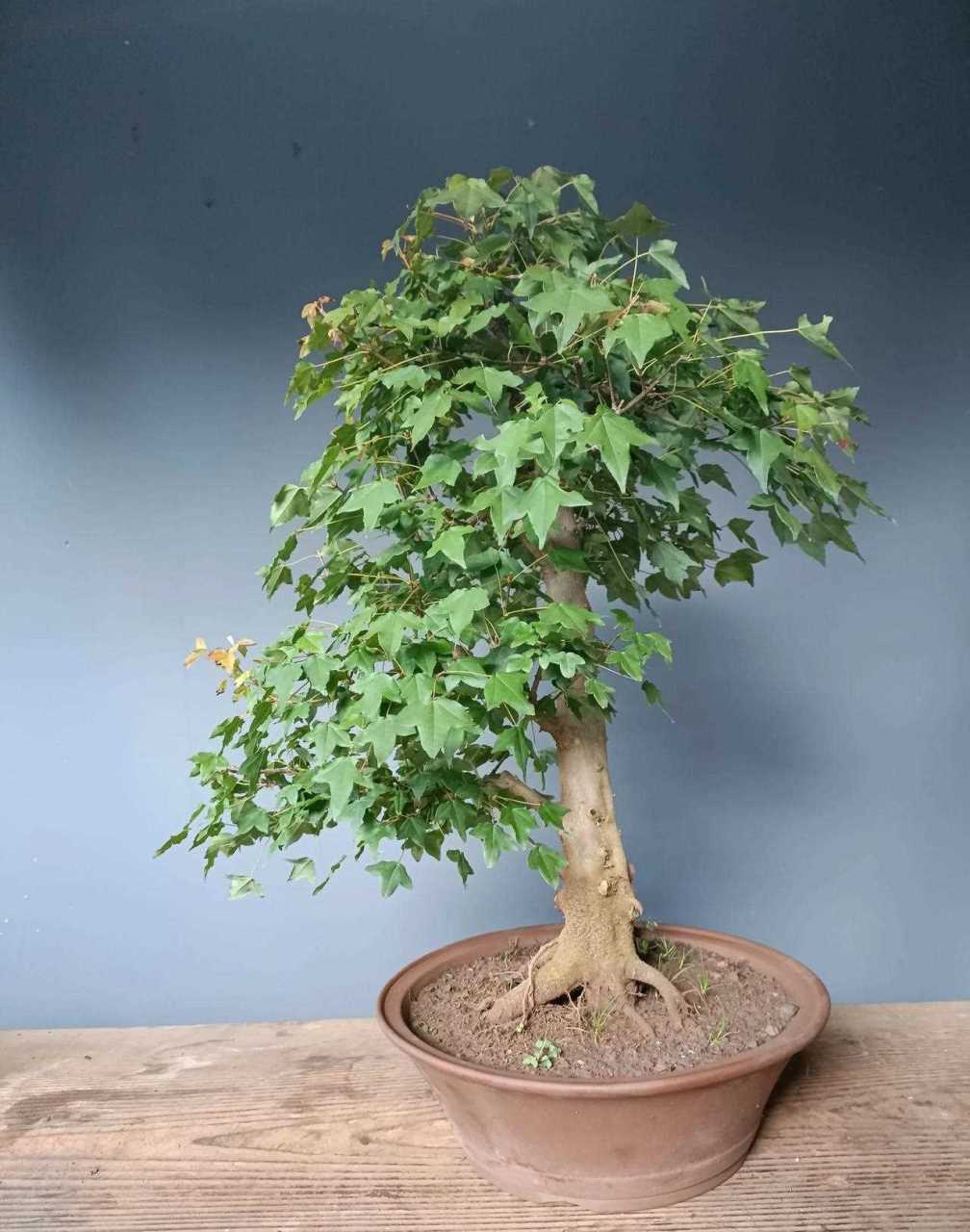 三角枫[咒骂] 脱盆360