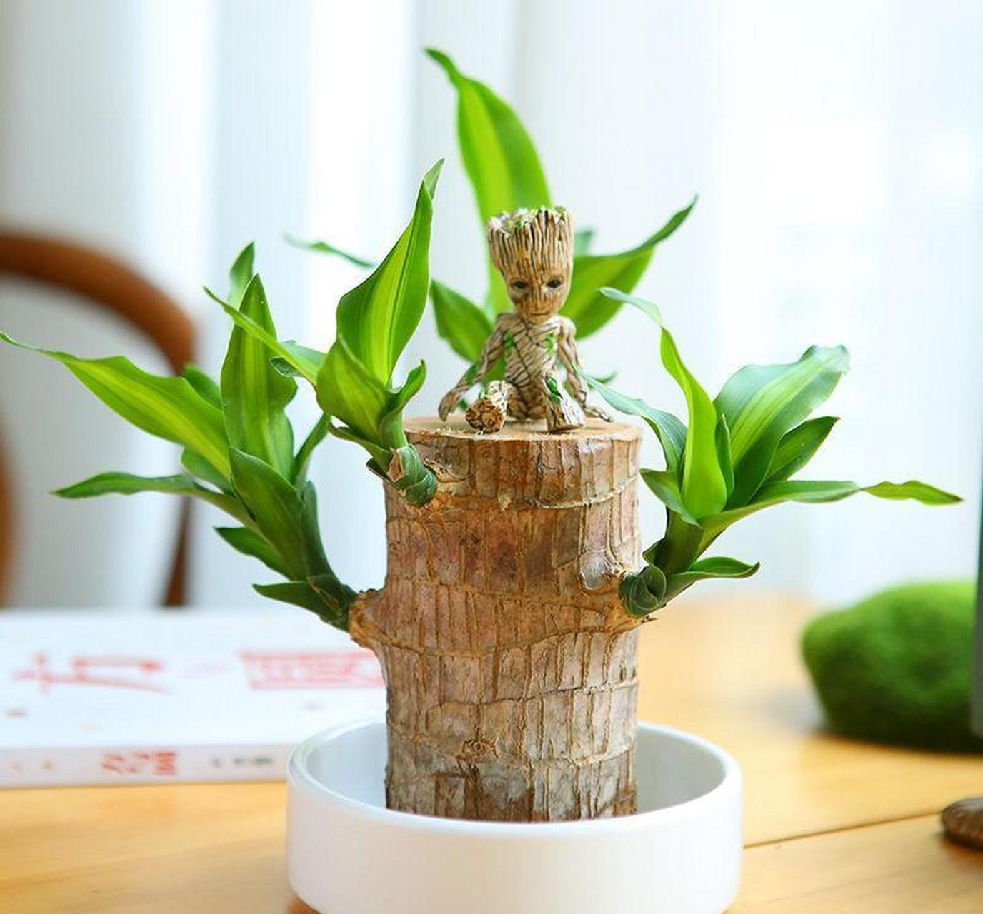 巴西木幸运桌面绿植巴西木又名