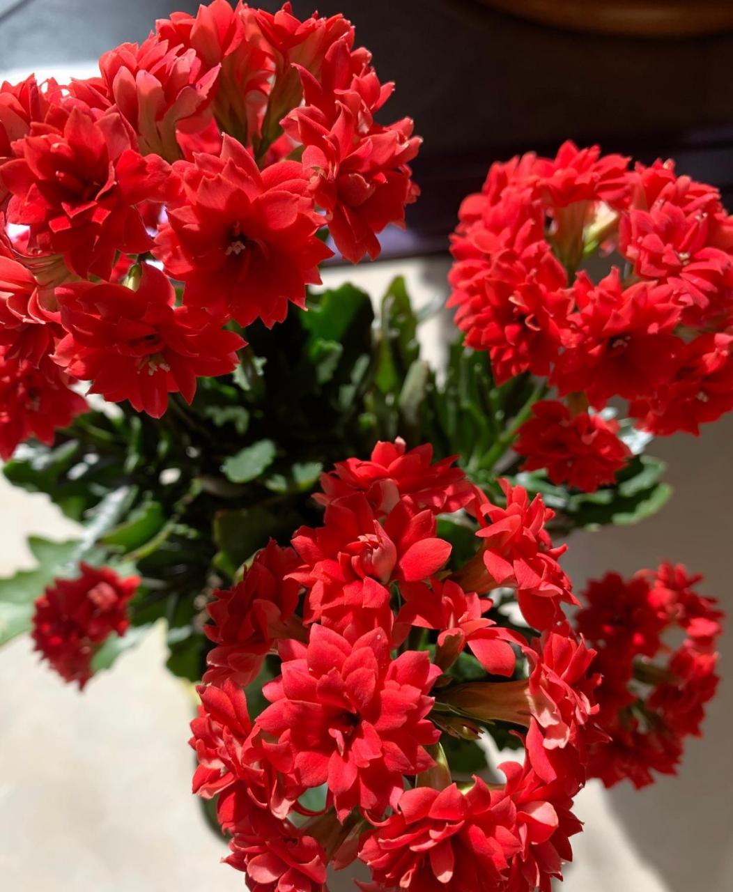 状,肉质肥厚,四季常绿 也不落叶,花朵重瓣,花型似牡丹,标准的大红色