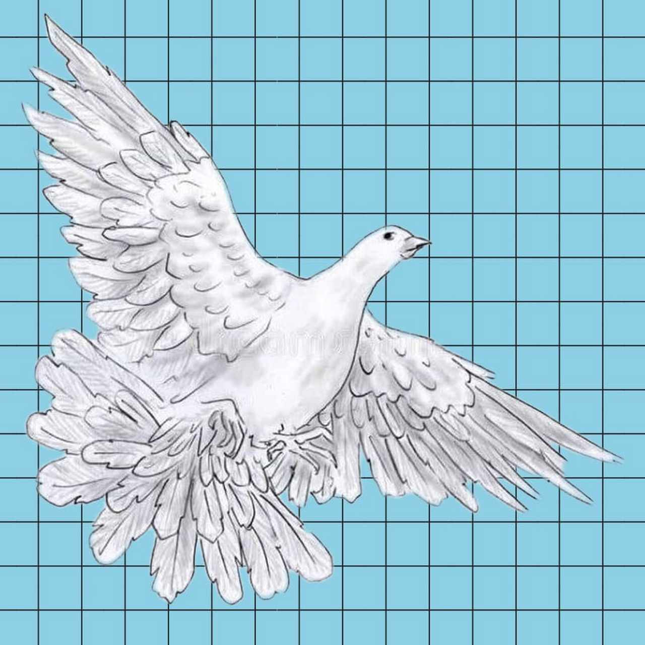 白鸽,最难画的部分便是羽毛,但是方格却可以辅助我们绘画