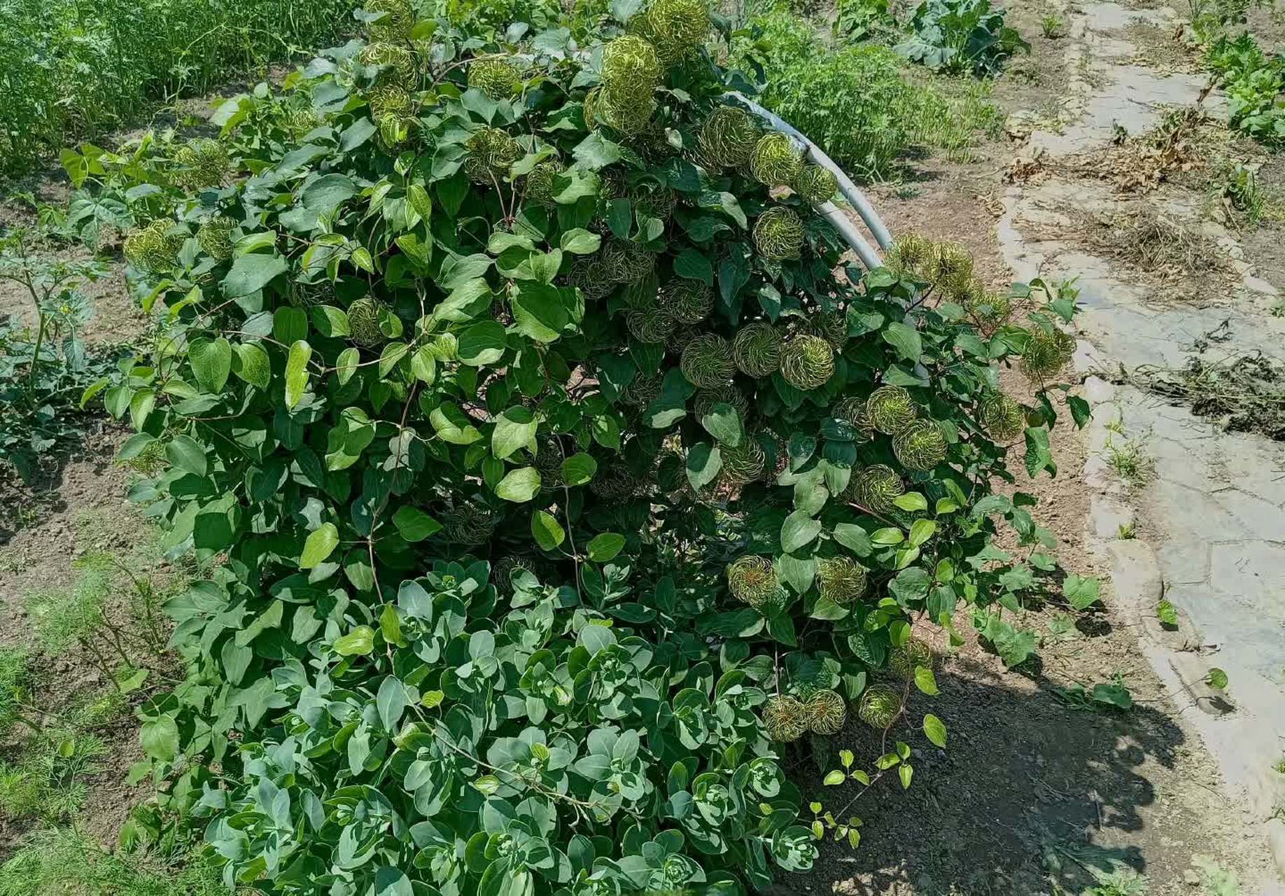 像钢丝绒这样的花朵在自然界中确实很有趣.