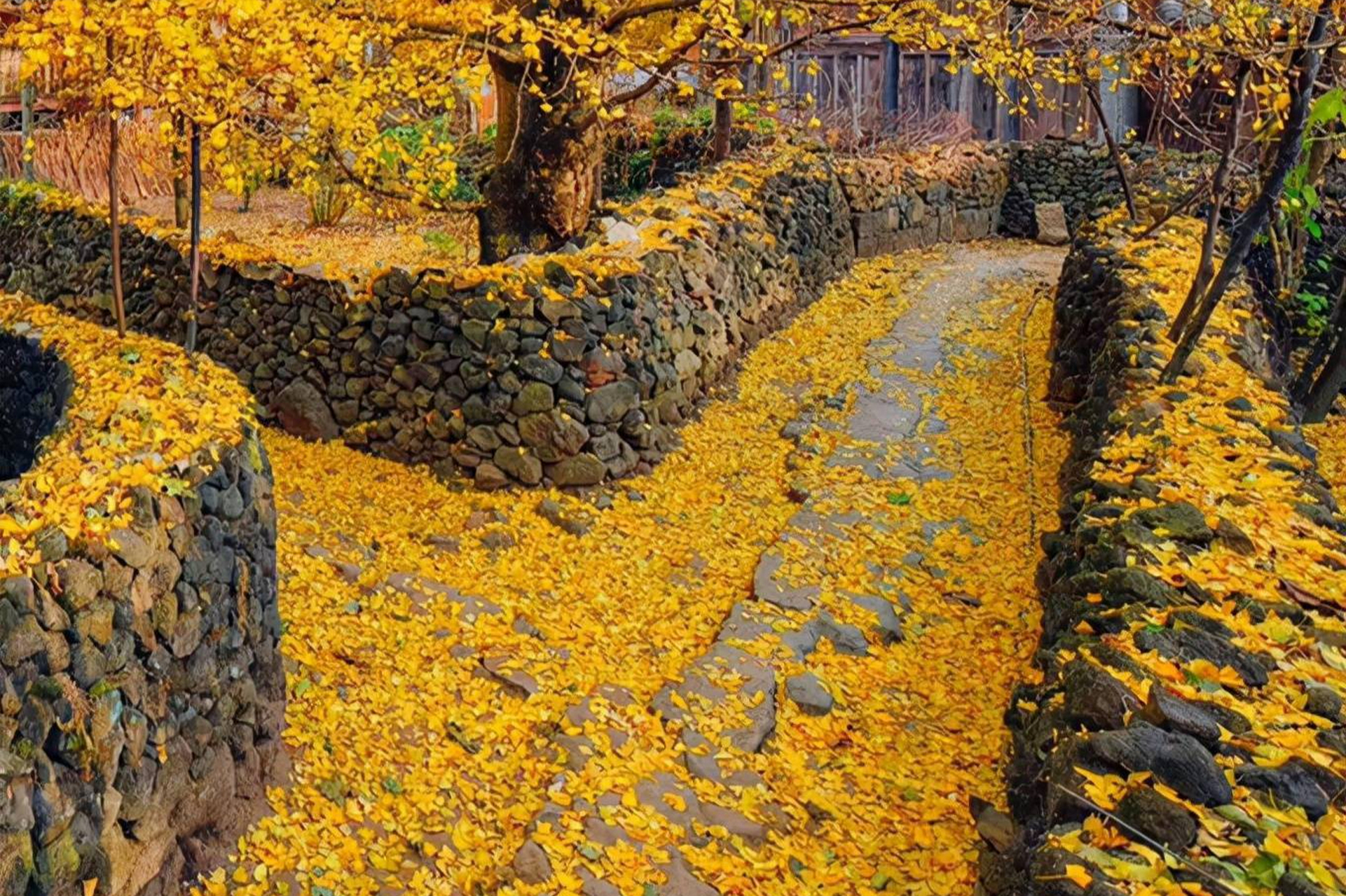 94云南腾冲固东银杏村攻略94  93这是一个位于云南边陲的古村落