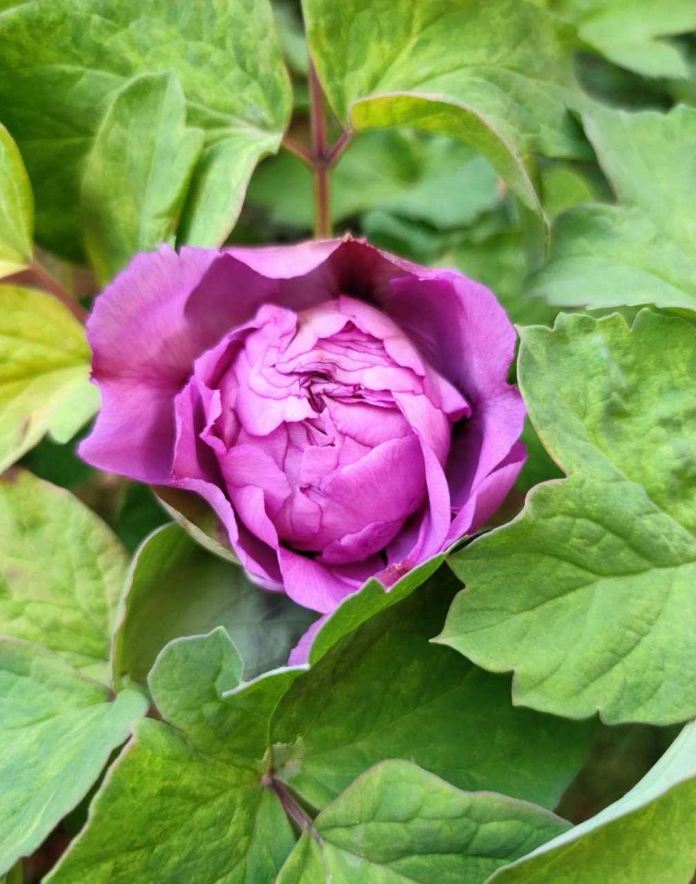 地栽的牡丹首案红含苞待放,估计这个就能全打开