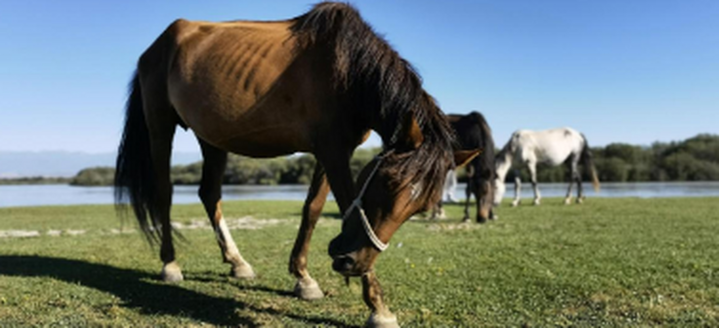 新疆伊犁昭苏天马文化园,一个能看到万马奔腾,天马浴河的地方.