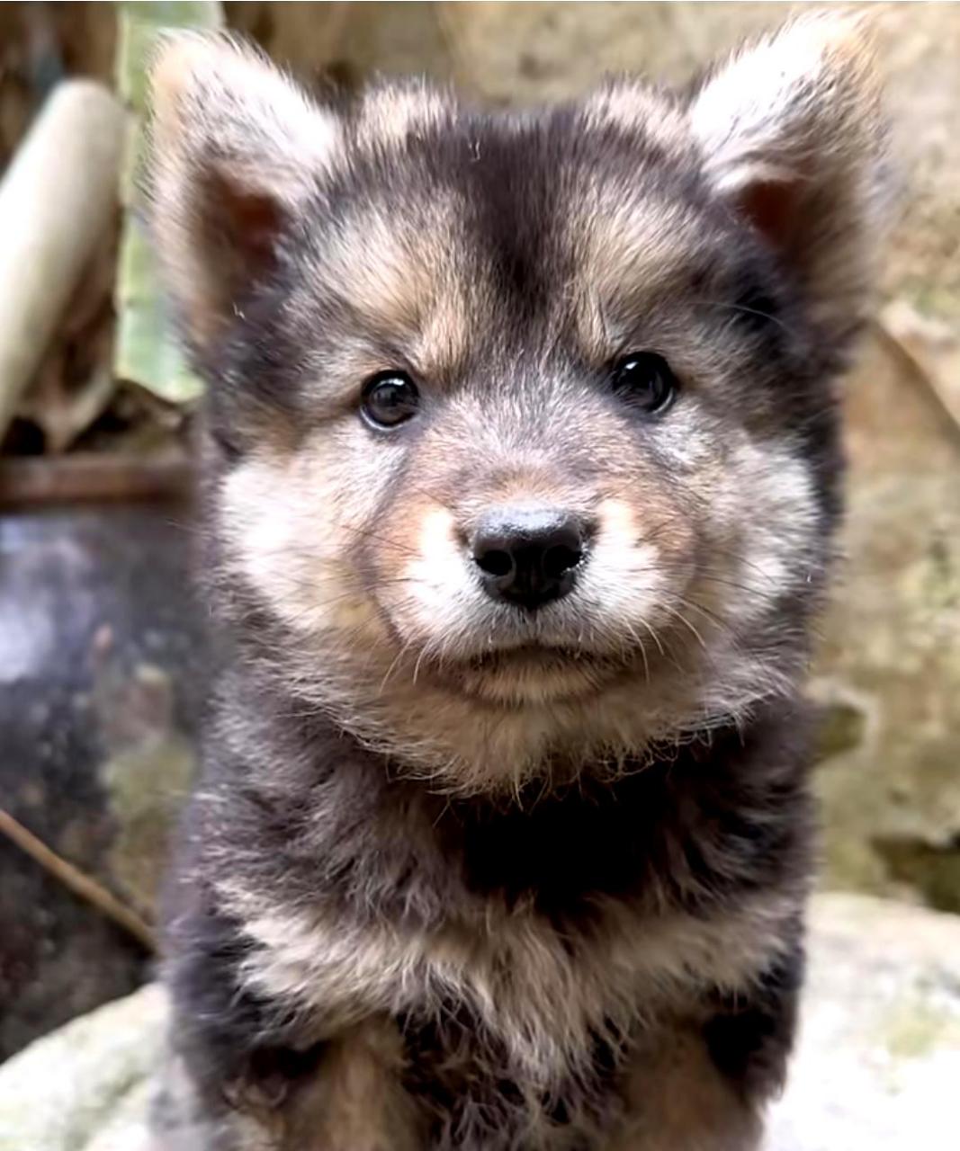 中华田园犬微笑图片图片