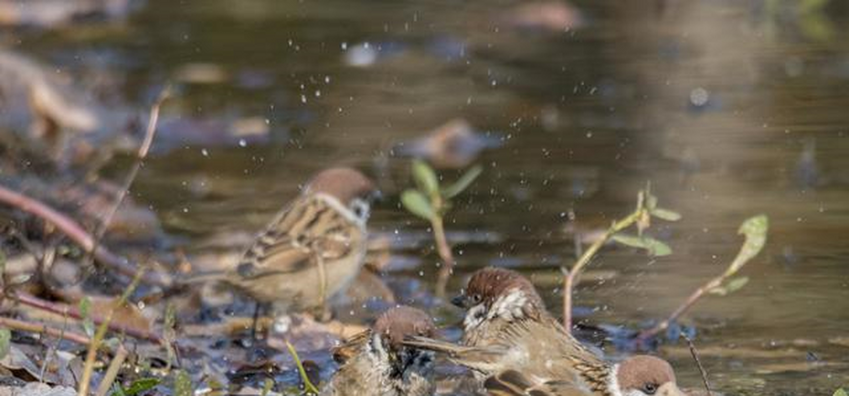 一组麻雀洗澡的照片,不是很突出