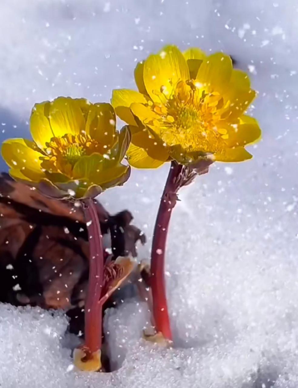 这是什么花也太坚强了吧!
