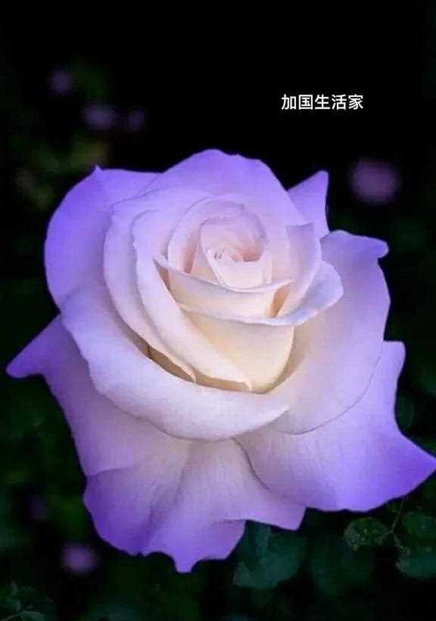 紫色的玫瑰太受欢迎啦!昨天发出之后很多朋友都很喜爱.