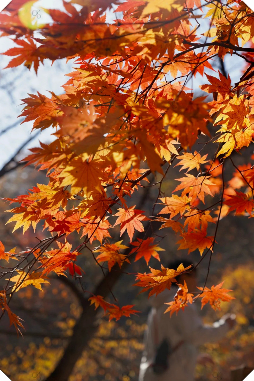 本溪关门山国家森林公园是沈阳周边游的绝佳选择.