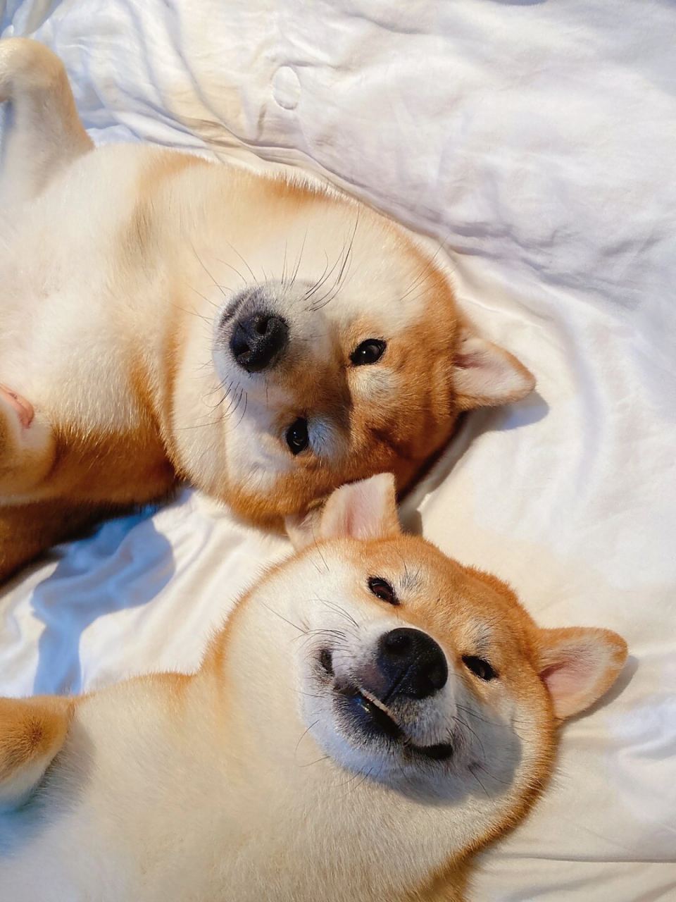 爱与被爱柴猪情侣头像大合集  亲爱的朋友们,你们期待的狗狗图片来啦!