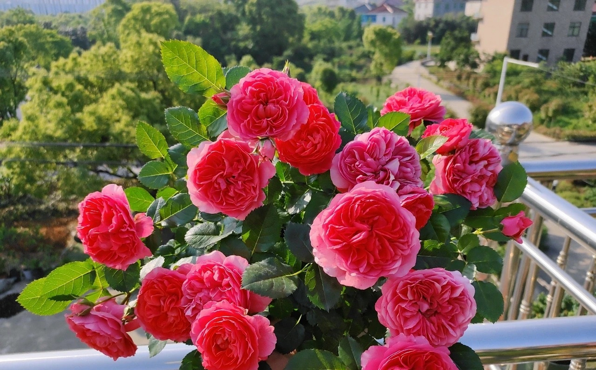 一款适合阳台养的微型月季花——红色果汁阳台,也叫红果汁,我觉得可以