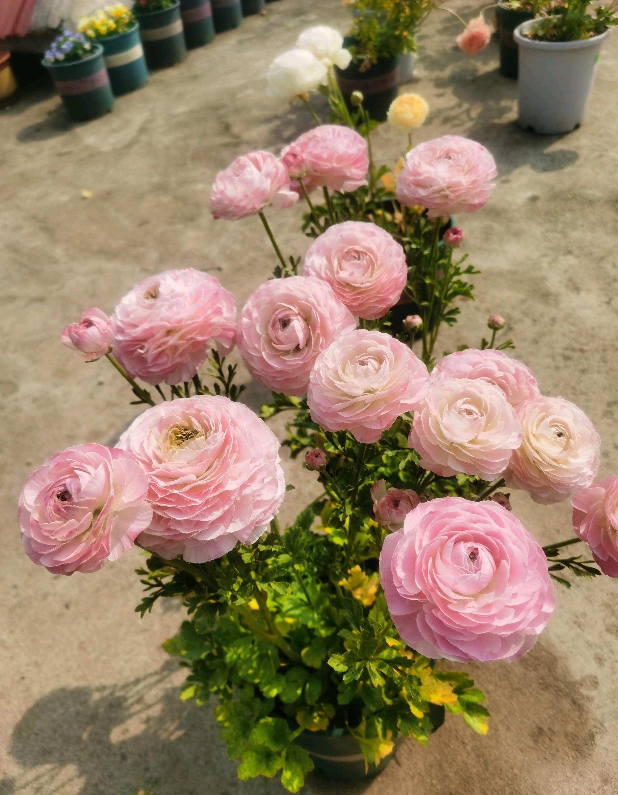 冬季和早春,养花就选"花毛茛",别名洋牡丹,球根植物,典型的冬种型,一