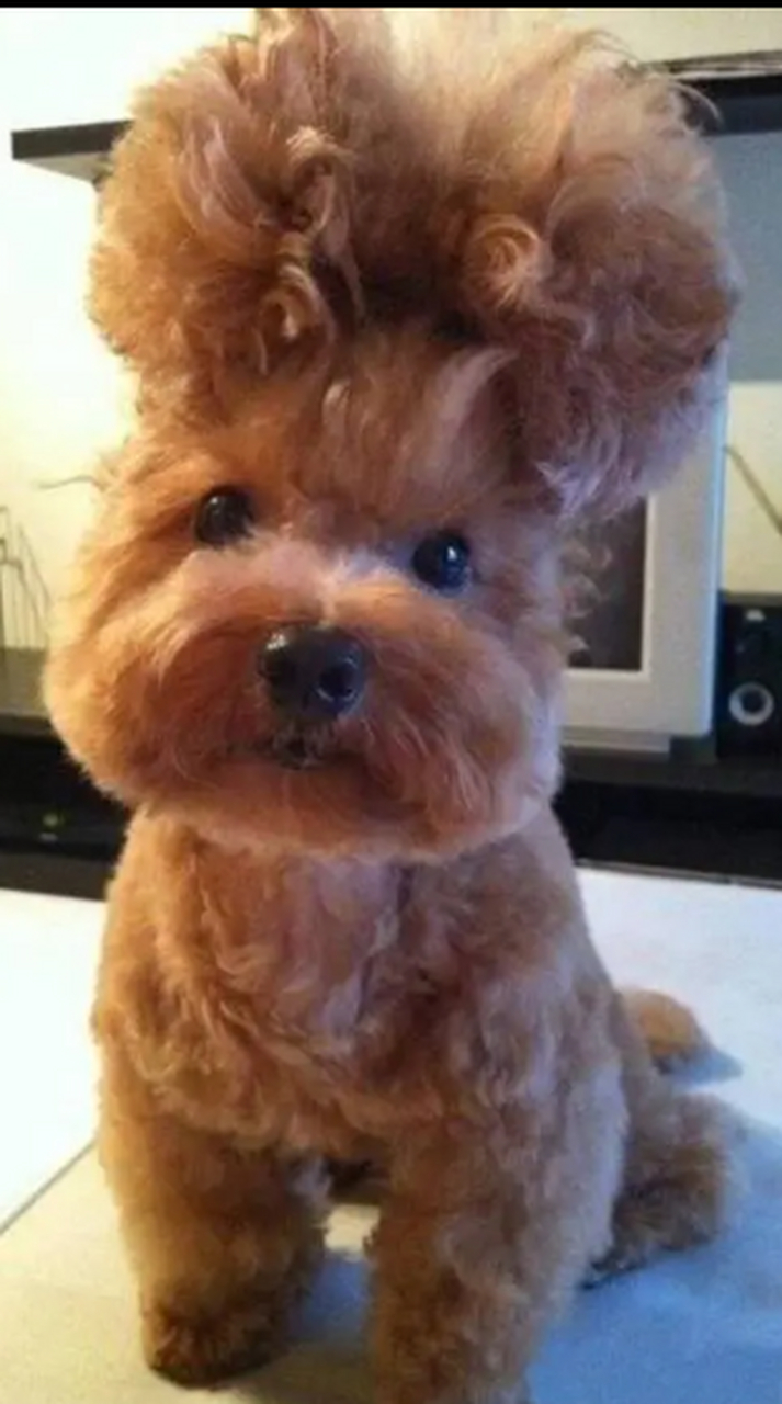 话说现在狗狗都烫发了吗?