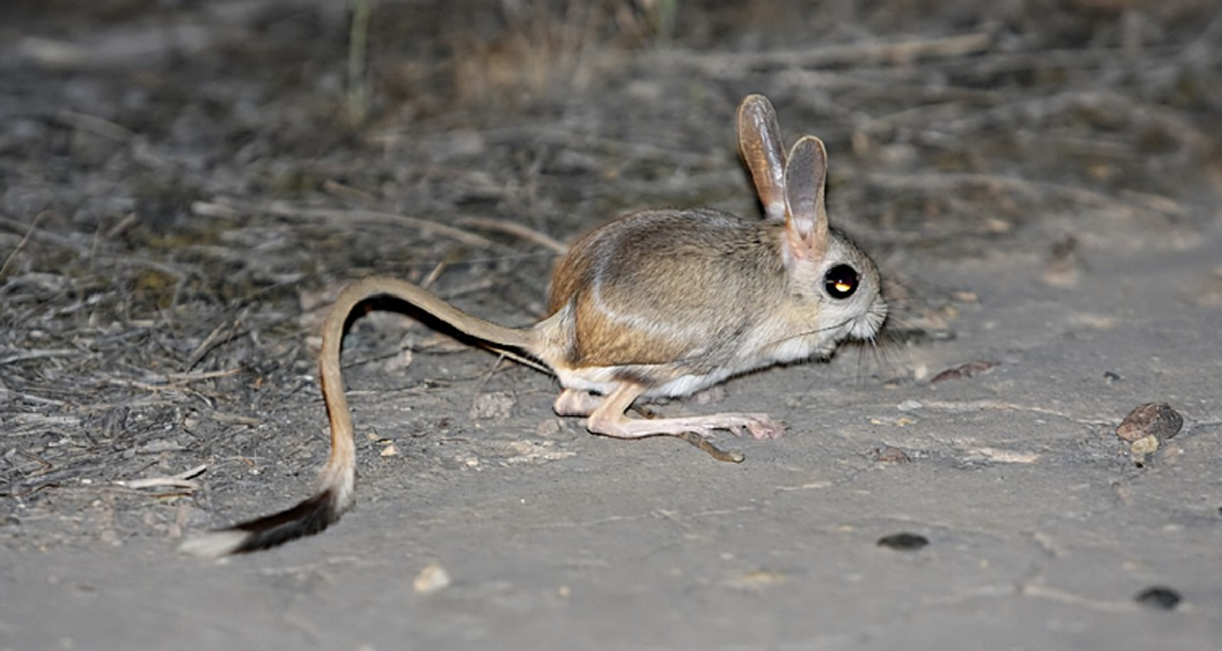 全球最奇怪的植物 巨泡五趾跳鼠.原产于中国和蒙古.