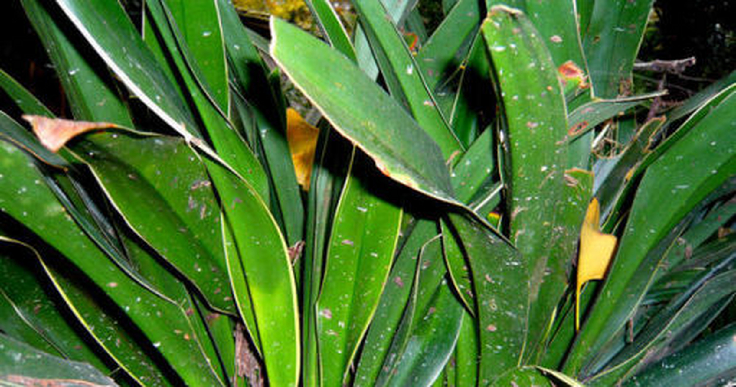 万年青又被称为开喉剑,九节莲,不凋,铁扁担,是一种相对较小的亚灌木