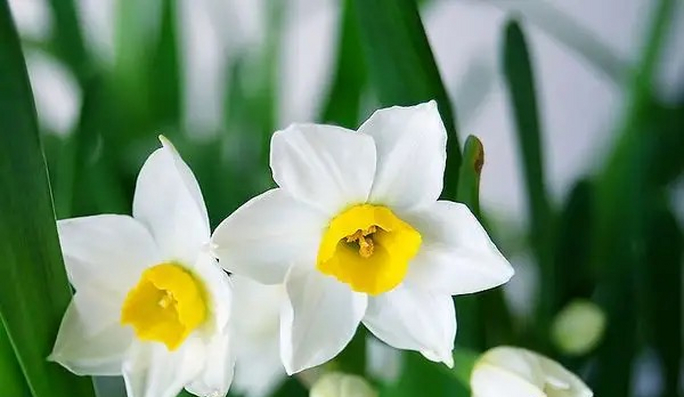 三轮草这种花卉很特别,它一般生长在水边,枝叶呈三角形,花色多为粉