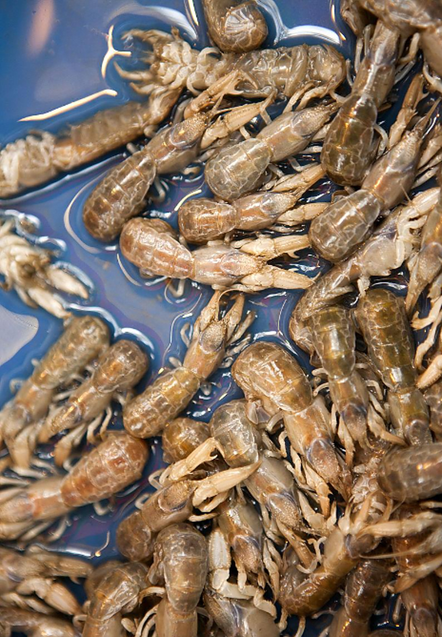 今天我在看到了一个视频,显示了大量的蝼蛄虾