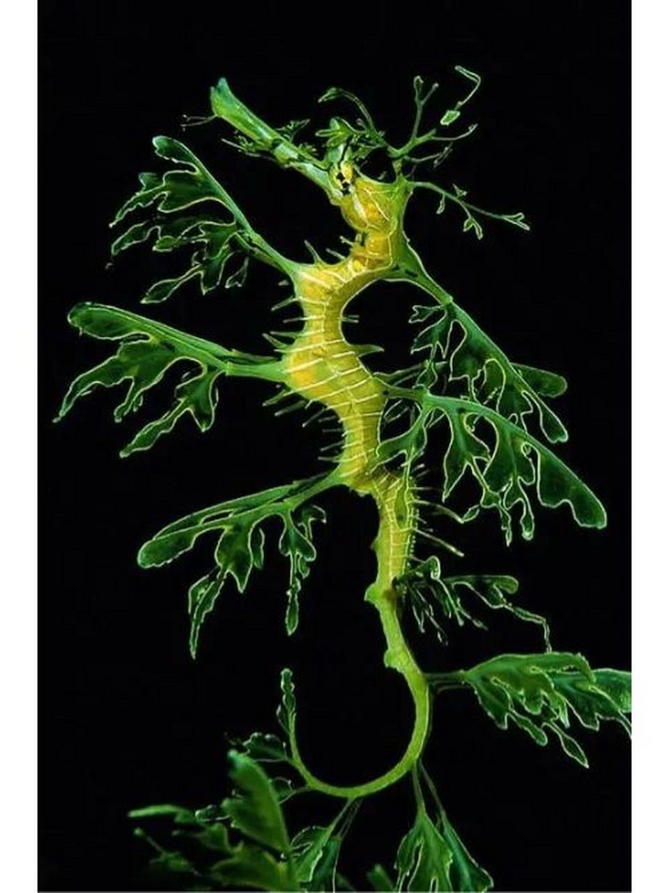 优雅神秘的叶海龙 鱼类 体长平均30厘米 身体由骨质板组成 常栖息于