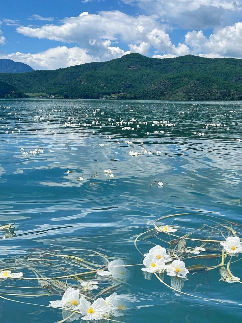 泸沽湖的水性杨花开了90附攻略 每年5-109715 泸沽湖的水面便会