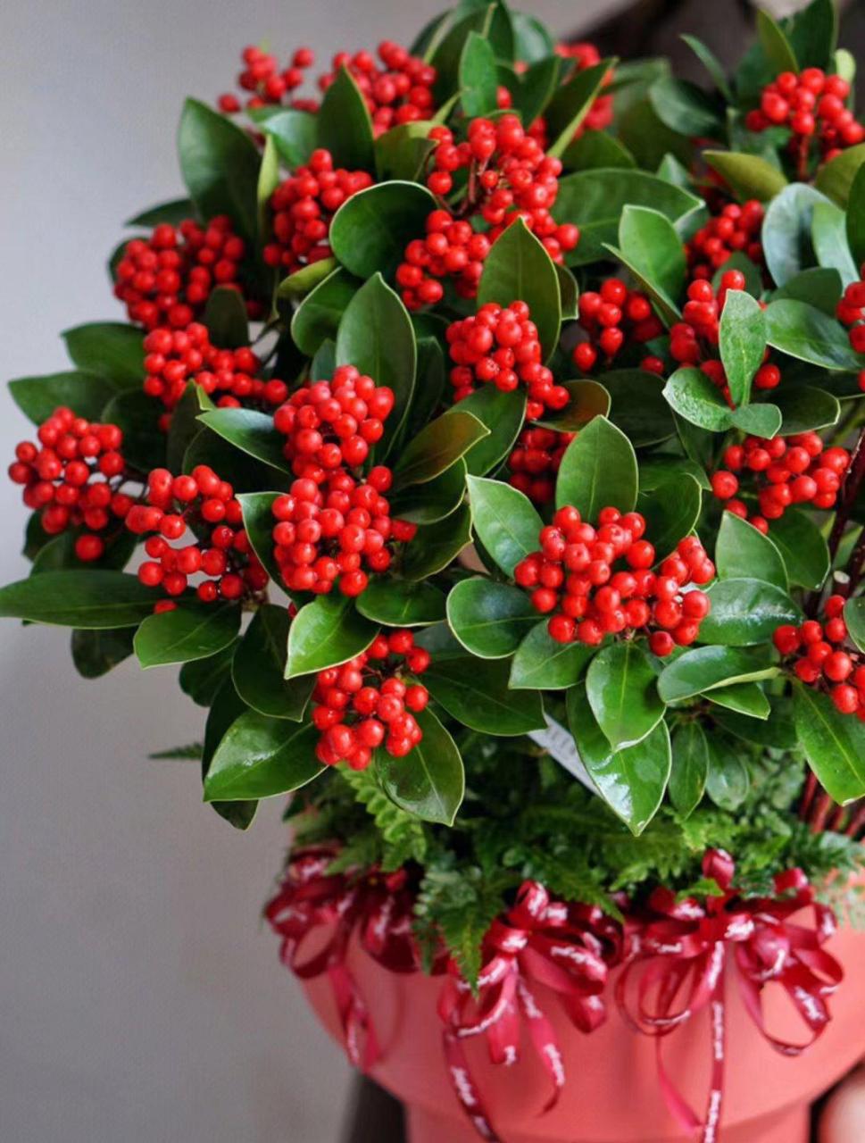 红玉珠,是来自荷兰的高档盆花,叶子片片青翠碧绿,红果颗颗鲜艳饱满,亮