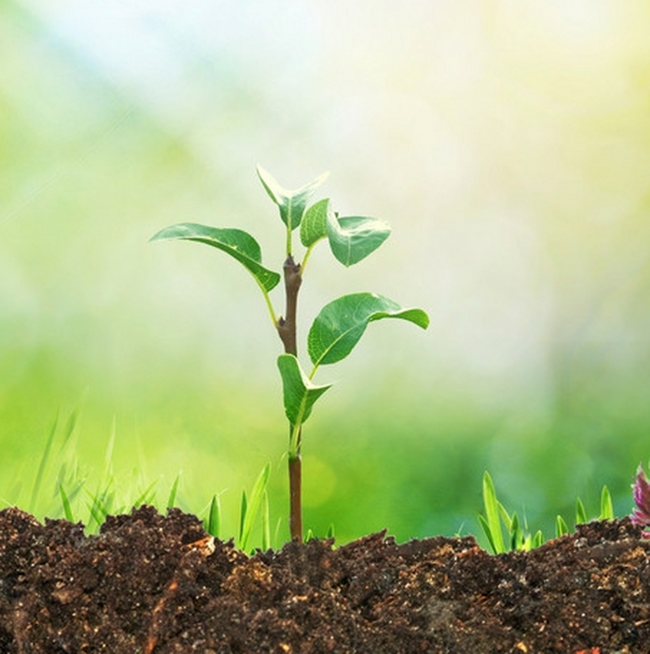 小红是一个活泼开朗的女孩,但在学校里她变得越来越安静.