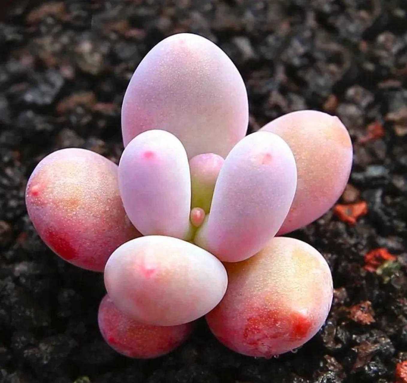 多肉桃美人茎粗叶肥,[委屈] 一个养出状态后非常漂亮的肉肉, 粉嘟嘟的