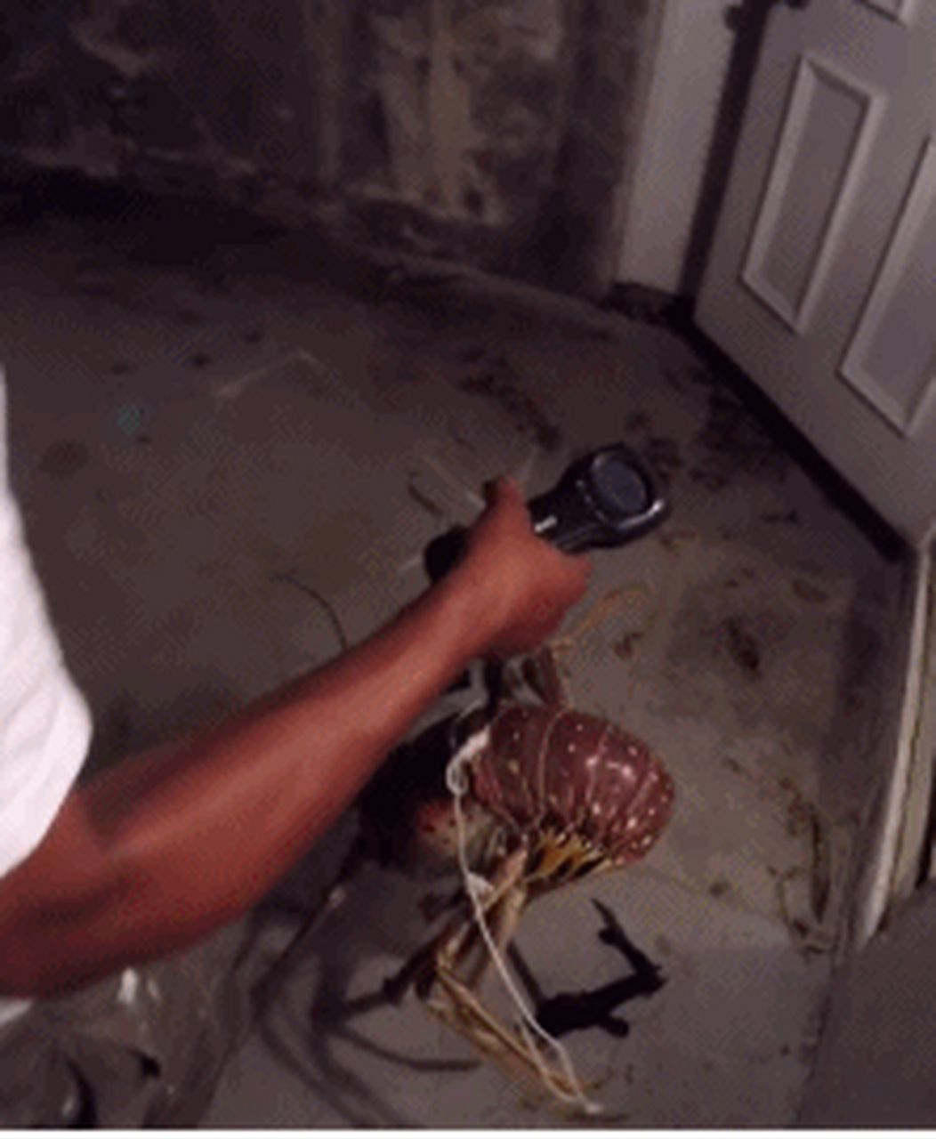 搞笑gif动图:搞笑第一张真大龙虾一只