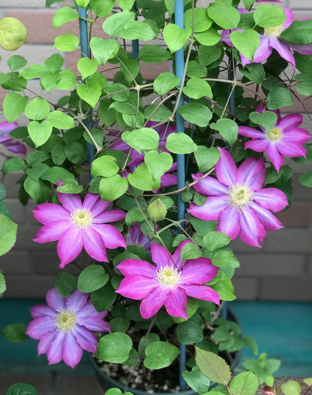 这种铁线莲"粉香槟",能帮助到你——花量超级多,密密麻麻的布满整枝