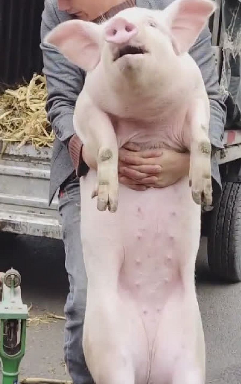 真聪明,一会儿我再给猪称一下体重,这样我就知道自己的体重了[笑哭]