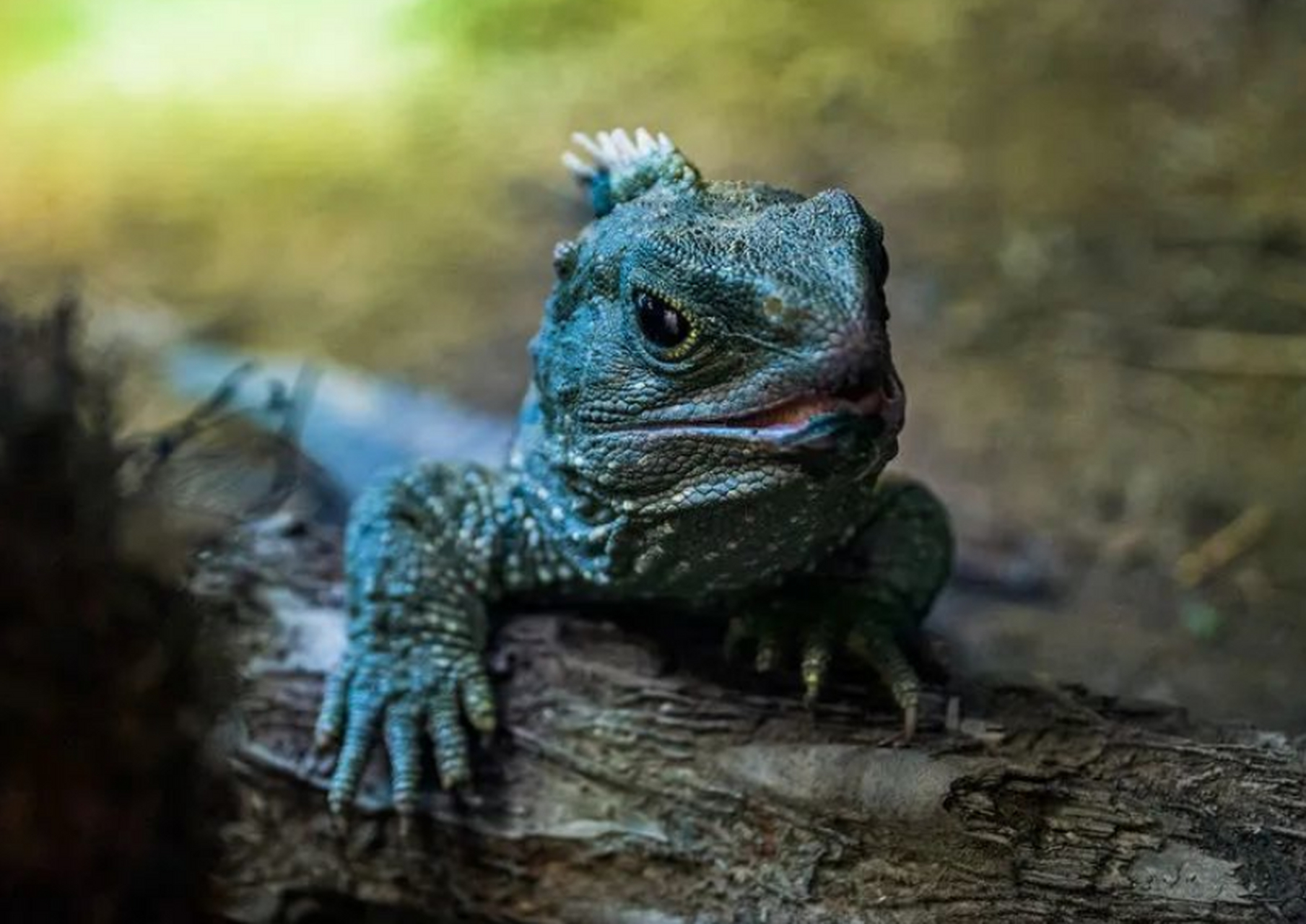 变色龙的眼睛大而突出,两只眼睛能单独活动,一只眼向前看,另一只