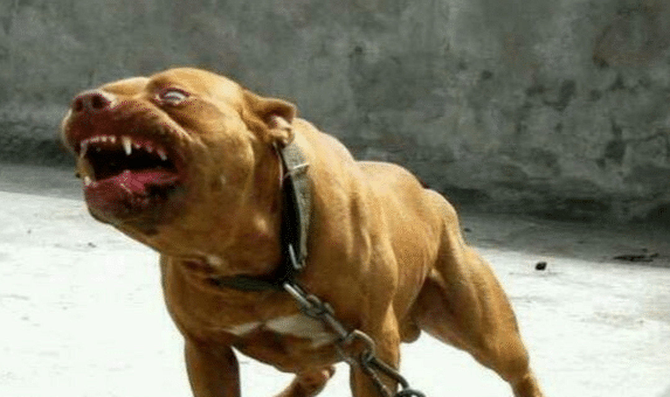 因此,比特犬既继承了美国斗牛犬的肌肉线条,爆发力,又继承了斯塔福犬