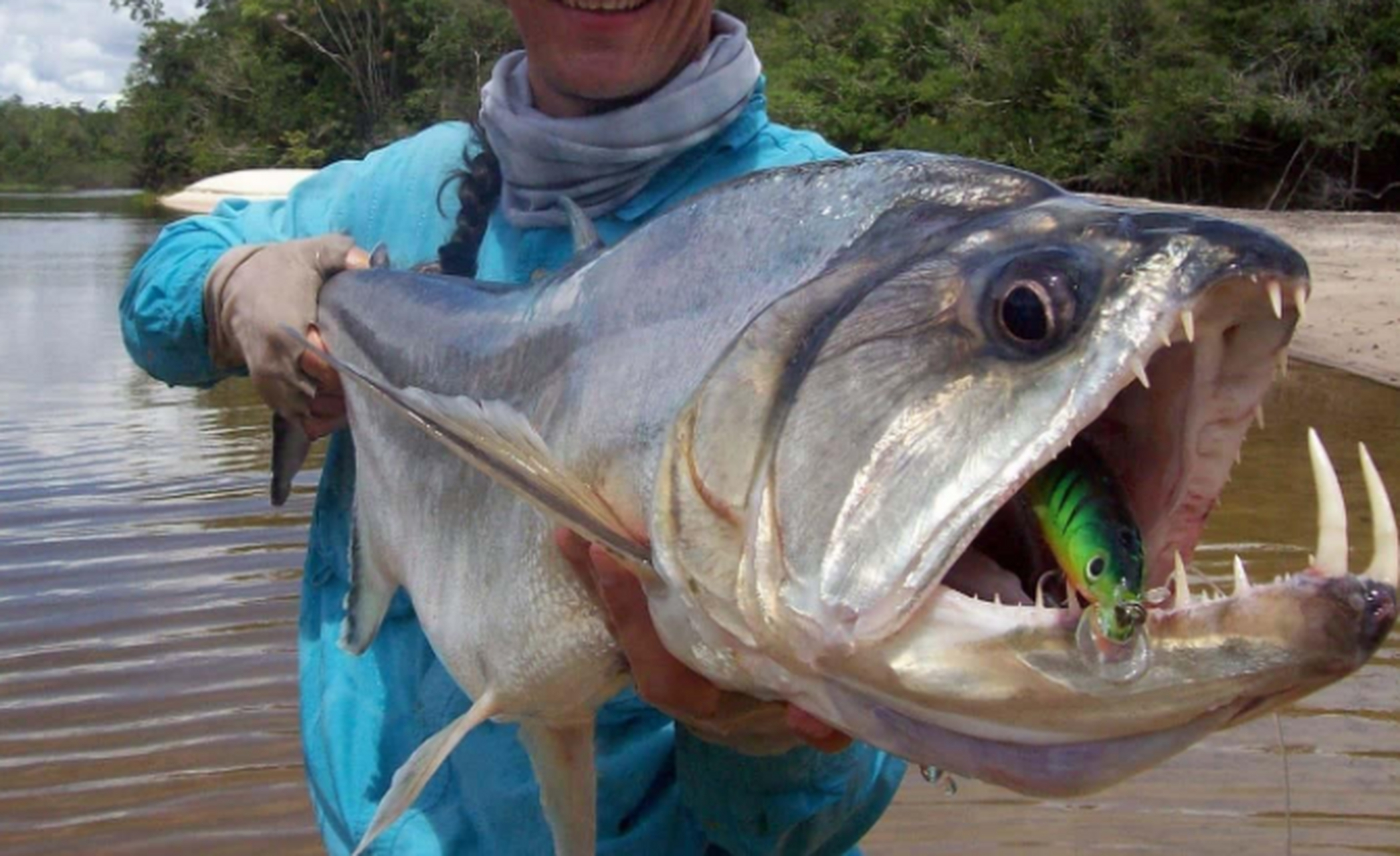 帕亚拉被称为吸血鬼鱼,这是有充分理由的,它的大嘴