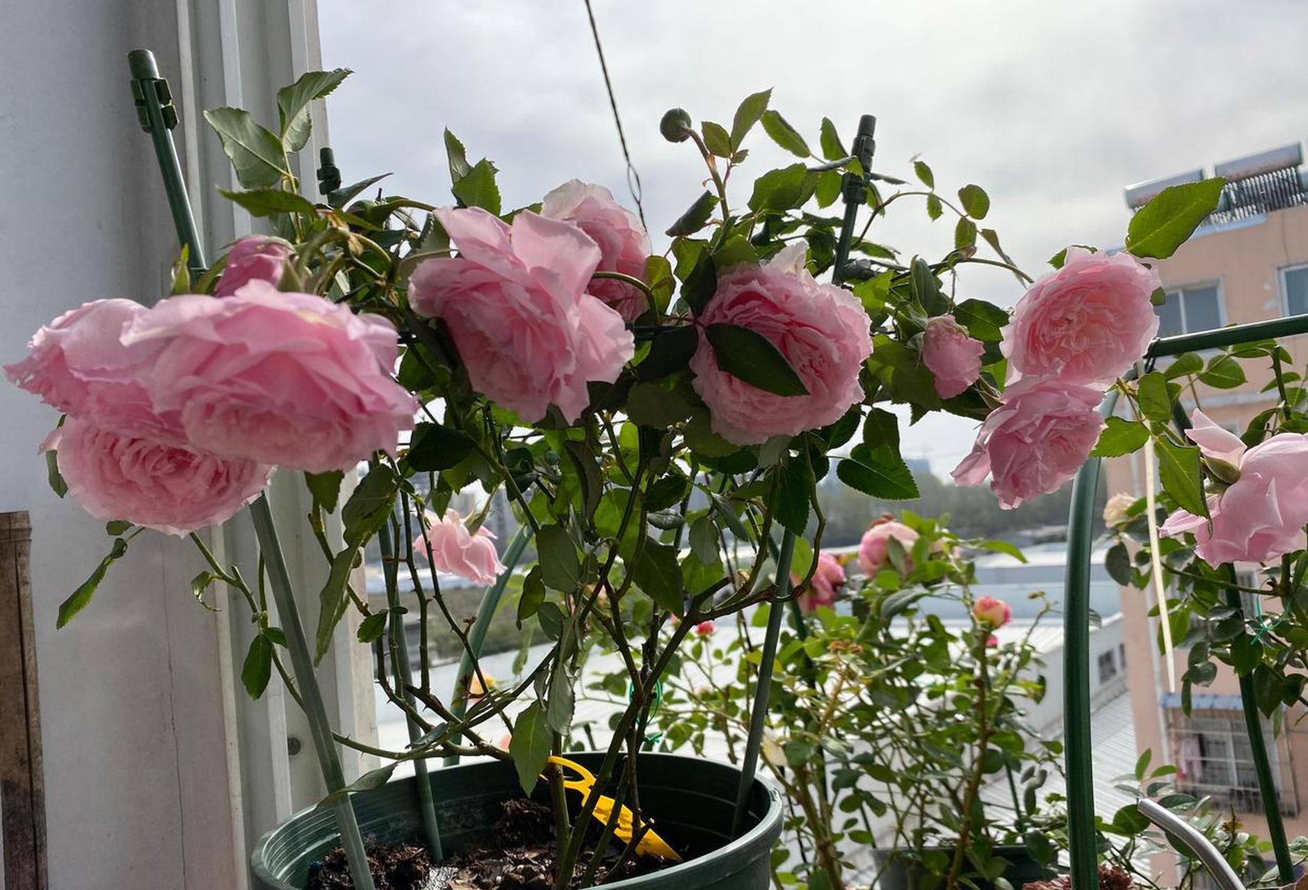 美咲抚子——自带"仙气"的月季花,美咲的变种,小灌木,株高只有80公分