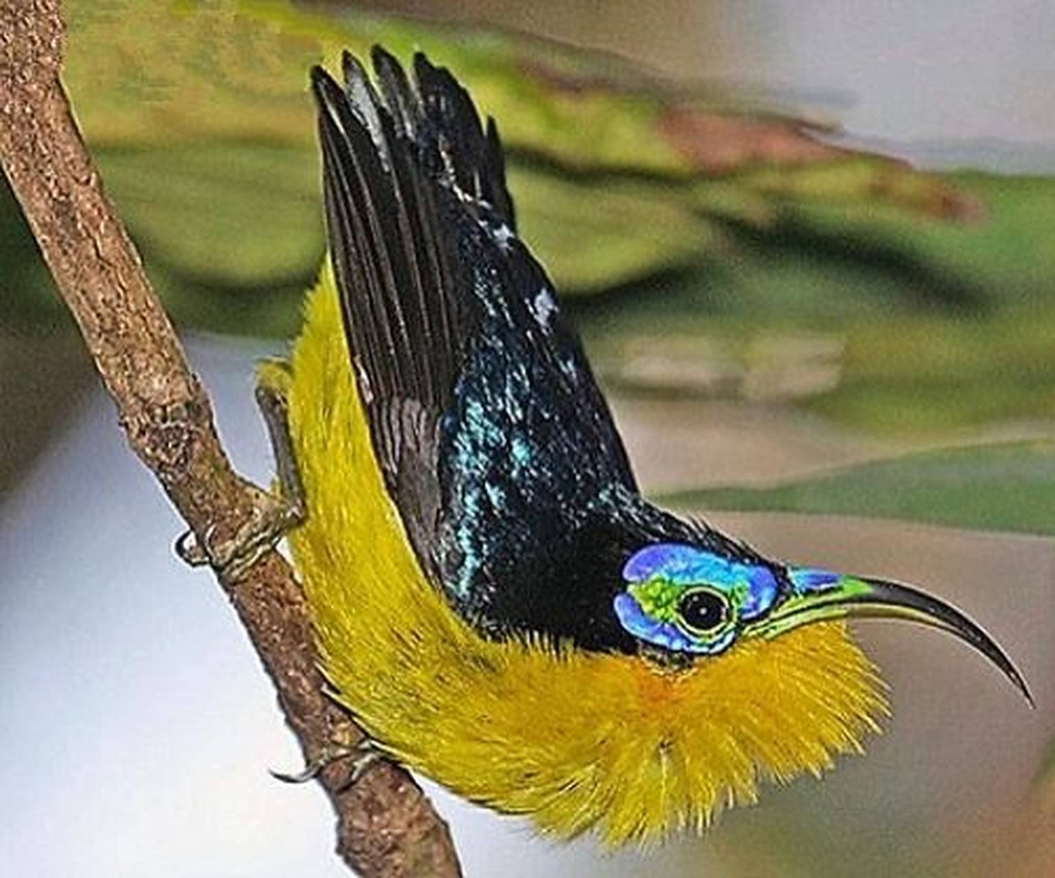 漂亮鸟儿裸眉鸫(dong) 雀形目的短尾鸟 体长15公