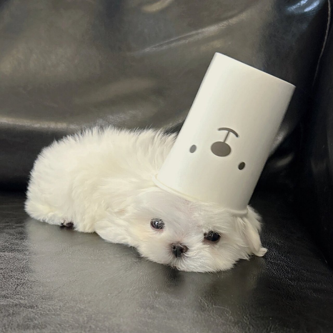 乖乖睡觉的小狗  一动不动地趴着,真的太听话了!