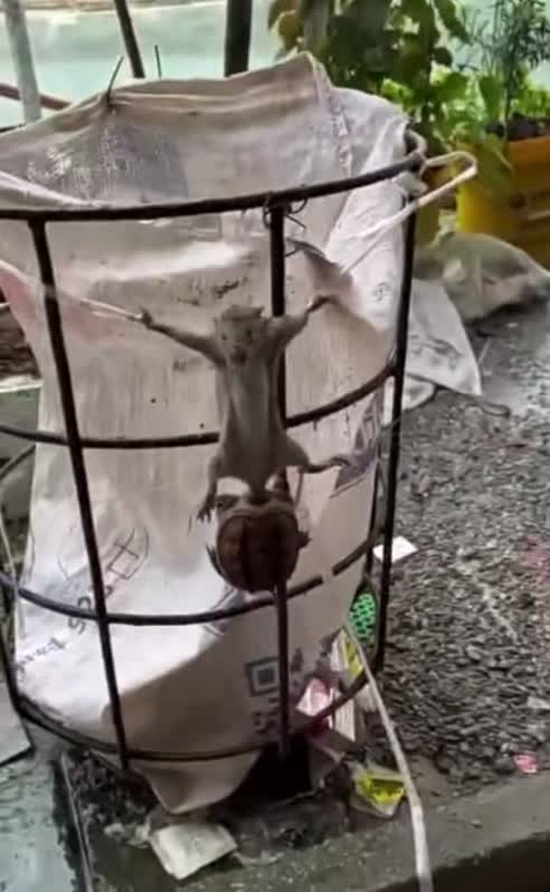 这是对老鼠最严重的折磨