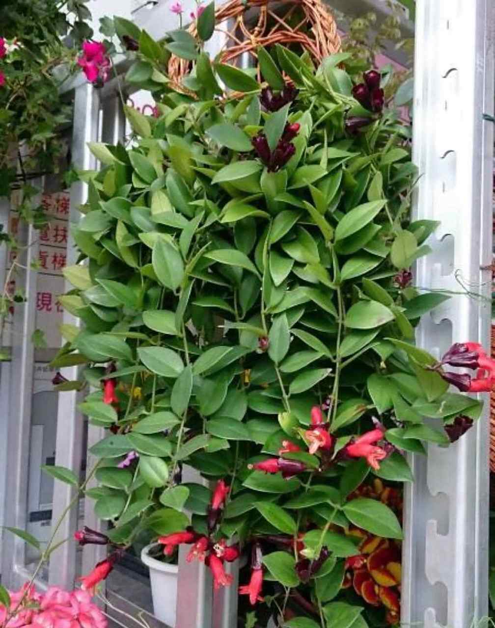 口红花又叫做口红吊兰,花朵鲜艳亮丽,想养一盆可以用枝条扦插繁殖,和